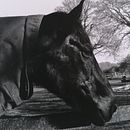 Black Horse. Un progetto di Fotografia, Belle arti e Fotografia analogica di Milagros Canduelas Rios - 10.04.2023