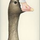 Bird Portraits. Traditional illustration, and Watercolor Painting project by HIROMI MORITAKA - 04.05.2023