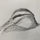 My project for course: Naturalistic Animal Drawing with Graphite Pencil. Ilustração tradicional, Desenho a lápis, Desenho e Ilustração naturalista projeto de Chris Taylor - 07.04.2023