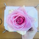 Pressing a pink rose . Arte și meșteșuguri de Ashton Yates - 04.10.2023