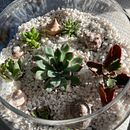 Mi proyecto del curso: Arte vegetal: crea tu propio terrario abierto . % Nancy S. tarafından hazırlanan İç Tasarım, Pe, zaj Mimarisi, Dekoras, on, Kendin Yap, Ve Çiçek ve Bitki Tasarımı projesi - 04.12.2023