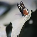 Quindío, Colombia - Tierra Mágica. Un proyecto de Fotografía, Fotografía en exteriores, Fotografía Lifest y le de Sergio Nicolás Pedraza Bayona - 19.02.2023