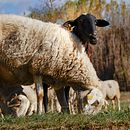 Mi proyecto del curso: Teoría del color en fotografía. Un proyecto de Fotografía, Retoque fotográfico, Fotografía digital, Composición fotográfica y Teoría del color de Inés Ibáñez Domínguez - 13.04.2023