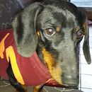 Infraordinario II: el olor de mi perro. Un projet de Écriture, Écriture de fiction , et Écriture créative de Luciana Flotts - 13.04.2023