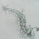 My project for course: Whimsical Sketchbook: Draw Imaginary Creatures from Nature . % lionsaidh_smith tarafından hazırlanan Kalem Çizimi, Çizim, Sulubo, a Resim, Eskiz defteri, Doğalcı İllüstras, Ve on projesi - 04.16.2023
