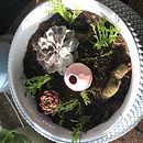 Terrarium  . Design floral și de plante de Sandrina Inês Menino Gomes - 03.14.2023