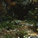 Dungeon. 3D, Ilustração digital, 3D Design, Design, Fotografia, Direção de arte, Design gráfico, e Design de videogames projeto de Adrián Beato Fernández - 21.01.2023