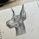 Dober . Un projet de Dessin réaliste de Miko Yoshizaki - 21.04.2023