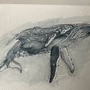 Une baleine à bosse et son baleineau / Humpback Whale and calf. Un projet de Beaux Arts, Peinture, Aquarelle et Illustration naturaliste de Elyse Gagnon - 24.04.2023