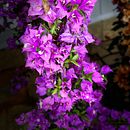 Il nostro garden si prende cura delle tue piante. Un progetto di Pubblicità di Maria Cristadoro - 26.04.2023