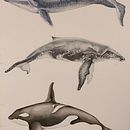 Il mio progetto del corso: Tecniche di illustrazione naturalistica: balene ad acquerello. Un proyecto de Bellas Artes, Pintura, Pintura a la acuarela e Ilustración naturalista				 de supersilvia74 - 28.04.2023