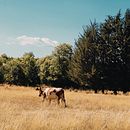 Fotografías de paisajes. Un projet de Photographie, Photographie smartphone , et Photographie extérieure de Dante Arriaza Muñoz - 14.02.2023