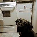 Sunny and Gus . % Julia Cattirolo tarafından hazırlanan Sulubo, Ve a Resim projesi - 05.02.2023