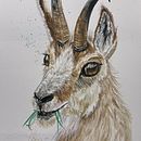 My little sassy goat. Traditional illustration, Naturalistic Illustration, Realistic Drawing, Watercolor Painting, Drawing, Creativit, Painting, and Fine Arts project by Carol Pinango - 05.03.2023