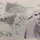 Dibujos naturaleza. Un projet de Illustration traditionnelle , et Photographie de Ana Lorena Zamora López - 08.05.2023