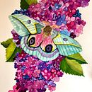 My project for course: Naturalistic Illustration in Watercolor and Gouache. Un progetto di Belle arti, Pittura, Pittura ad acquerello, Illustrazione botanica, Illustrazione naturalistica e Pittura gouache di Sue Chilson - 09.05.2023