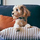 My project for course: Lifestyle Dog Photography. Un proyecto de Fotografía, Fotografía para Instagram, Fotografía Lifest y le de daniellawrasse - 10.05.2023