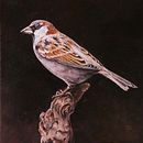 My project for course: Classical Oil Painting for Naturalist Bird Portraiture. Fine Arts, Painting, Oil Painting, and Naturalistic Illustration project by Fiona Redmond - 05.11.2023