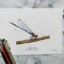 *Argia oenea* Bailarina de ojos ardientes. Un projet de Dessin réaliste, Dessin artistique, Illustration traditionnelle, Illustration naturaliste, Photographie pour Instagram, Peinture , et Aquarelle de Ana Lizbet Quiroz Guevara - 18.04.2023