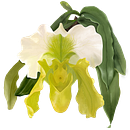 Pintura digital de Orquídea . Design, Ilustrație tradițională, Design grafic și Pictură digitală de Sandra Martinelli - 05.15.2023
