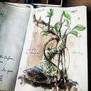 bonsai e altri precipizi. Un proyecto de Ilustración tradicional, Paisajismo, Pintura, Escritura, Caligrafía, Dibujo a lápiz, Dibujo, Pintura a la acuarela, Stor, telling, Dibujo realista, Dibujo artístico, Ilustración botánica, Sketchbook, Narrativa, Ilustración naturalista				 y Pintura gouache de Claudio Patanè - 19.05.2023