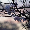 My project for course: Beginner’s Photography: Basic Camera Use and Theory. Een project van Fotografie, Digitale fotografie y Fotografische compositie van Brigitte Tolosa - 24.05.2023
