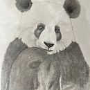 Mon projet du cours : Dessin naturaliste d'animaux au crayon graphite. Projekt z dziedziny Trad, c, jna ilustracja, R, sunek ołówkiem,  R, sunek, Ilustracja naturalist i czna użytkownika sophie_thorens - 28.05.2023