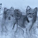 Charcoal drawing Icelandic Sheepdogs. Un projet de Illustration traditionnelle de Elspa Metzdorff - 29.05.2023