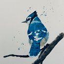 Final Project: Bluejay. Un projet de Illustration traditionnelle, Aquarelle, Dessin réaliste et Illustration naturaliste de Jeff Severson - 29.05.2023