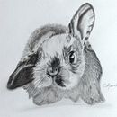 Mi proyecto del curso: Dibujo naturalista de animales con grafito. Traditional illustration, Pencil Drawing, Drawing, and Naturalistic Illustration project by sandra avendaño - 05.31.2023