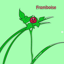 Framboise. Traditional illustration project by mathildeganova_mobile - 02.04.2021