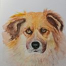 Mi proyecto del curso: Retratos expresivos de animales en acuarela. Un proyecto de Ilustración tradicional, Pintura a la acuarela, Dibujo realista e Ilustración naturalista				 de chotepinta - 03.06.2023