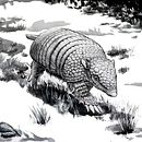 Inktober 2022 - Armadillo. Ilustração tradicional projeto de Léa Fernandez - 15.10.2022