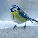 My project for course: Artistic Watercolor Techniques for Illustrating Birds. Traditional illustration, Watercolor Painting, Realistic Drawing, and Naturalistic Illustration project by Jo Morton - 06.05.2023