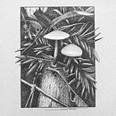 Meu projeto do curso: Ilustração com tinta e bico de pena: registre o mundo natural. Projekt z dziedziny Sketching,  R, sunek,  R, sunek art, st, czn, Sketchbook,  R, sunek atramentem, Ilustracja naturalist i czna użytkownika Samuel Martins Hosken - 06.06.2023
