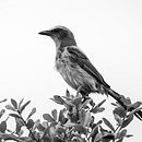 My project for course: Expressive Drawing with Charcoal . Arte plastice, Desen, Desen de portret & Ilustrație naturalistă de Robert Emond - 06.09.2023