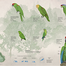 Psitácidos de Manantlán Ein Projekt aus dem Bereich Informationsdesign, Infografik, Zeichnung und Traditionelle Illustration von rcmancilla - 13.06.2023