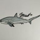 Mi proyecto del curso: Ilustración científica de animales en acuarela/Tiburón con buzo. Un proyecto de Ilustración tradicional, Pintura a la acuarela, Dibujo realista e Ilustración naturalista				 de javramirez1603 - 14.06.2023