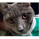 Course: Embroidered Pet Miniatures with Needle Painting. Un projet de Broderie de Chesney MIGL - 15.06.2023