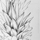 Piña (Ananas comosus). Un proyecto de Ilustración tradicional, Ilustración naturalista				, Dibujo a lápiz, Ilustración con tinta y Pintura a la acuarela de Pascale Marie Sabelle - 19.06.2023