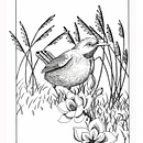 Meu projeto do curso: Ilustração com tinta e bico de pena: registre o mundo natural Ein Projekt aus dem Bereich Skizzenentwurf, Zeichnung, Artistische Zeichnung, Sketchbook, Illustration mit Tinte und Naturalistische Illustration von Stella Valim - 19.06.2023