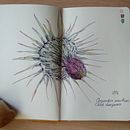 Mi proyecto del curso: Cuaderno botánico en acuarela . % Mayte Sánchez Sempere tarafından hazırlanan Geleneksel illüstras, on, Sulubo, a Resim, Botanik İllüstras, on, Ve Eskiz defteri projesi - 06.22.2023