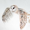 Mi proyecto del curso: Acuarela naturalista con expresión y personalidad. Un projet de Aquarelle, Illustration naturaliste et Illustration traditionnelle de Romina Ojeda - 23.06.2023