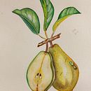 Mi proyecto del curso: Ilustración botánica realista: conecta con la naturaleza . % Cynthia Bandurek tarafından hazırlanan Tablo, Sulubo, a Resim, Botanik İllüstras, on, Doğalcı İllüstras, Ve on projesi - 06.25.2023