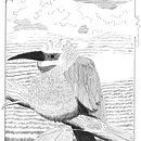 My project for course: Dip Pen and Ink Illustration: Capturing The Natural World. Een project van  Schetsen,  Tekening,  Artistieke tekening, Sketchbook,  Illustratie met inkt y Naturalistische illustratie van Karl Gorman - 25.06.2023