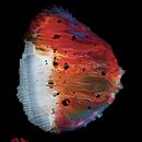 Scanography. Un progetto di Illustrazione tradizionale e Artigianato di Christoffer Birch - 26.06.2023
