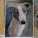 Dog Portraits Portfolio. Fine Arts, Painting, Oil Painting, Portrait Drawing, Acr, and lic Painting project by Liz Winter - 06.06.2023