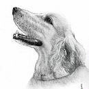My project for course: Animal Illustration with Charcoal and Ink. Un proyecto de Bellas Artes, Dibujo, Ilustración con tinta e Ilustración naturalista				 de Maria Paula Rico - 28.06.2023