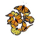 Monarch butterflies Ein Projekt aus dem Bereich Traditionelle Illustration und Aquarellmalerei von lois_v - 02.07.2023