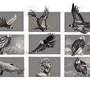 My project for course: Naturalist Animal Illustration with Procreate. Un projet de Illustration traditionnelle, Illustration numérique, Dessin réaliste et Illustration naturaliste de MARIO GONZALEZ - 02.07.2023